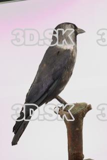 Jackdaw - Corvus monedula 0005